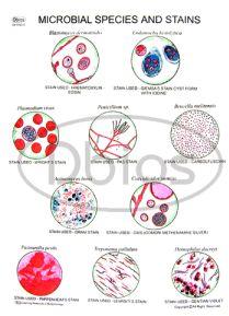 Microbial Species