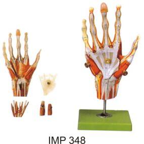 Muscles of Hand
