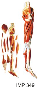 Muscles of the Leg