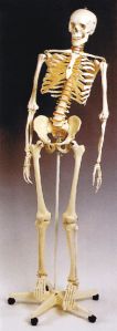 Physiotherapy Skeleton