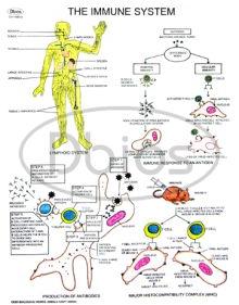 Immune System