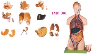 Torso with Head and Interchangeable Male and Female Genitals