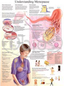 Understanding Menopause
