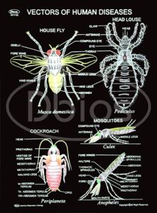 Vectors of Human Diseases Charts