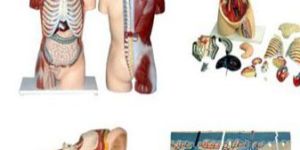 Anatomical Model