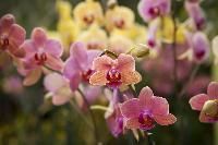Orchids