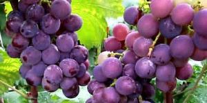 Fresh Black Grapes
