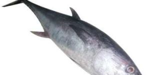 Frozen Tuna Fish