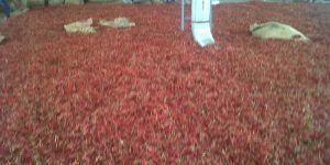 Dried Red Chillies