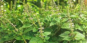 OCIMUM TENUIFLORUM EXTRACT