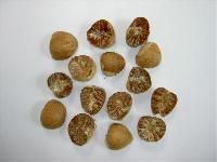 Betelnut