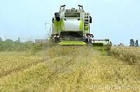 Maize Combine Harvester