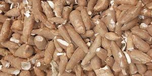 Cassava