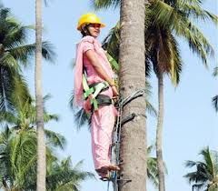 Coconut Climber
