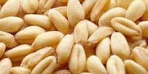 Sharbati Wheat