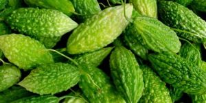 Fresh Bitter Gourd