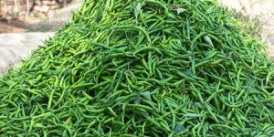 Fresh Green Chillies