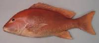 Red Snapper Fish