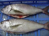 White Snapper Fish