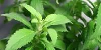 Stevia Plant