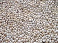 White Sorghum