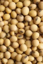 Soyabean Chunks