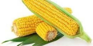 Yellow Maize