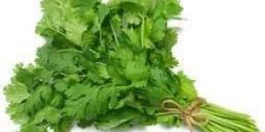 Fresh Coriander Leaves