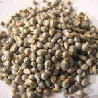 Bajra Seeds