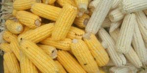 Organic Maize