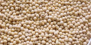 Organic Soybean