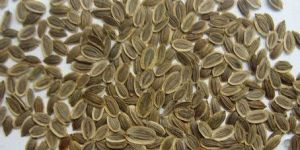 Dill Seeds