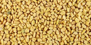 Fenugreek Seeds
