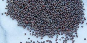 Mustard Seeds