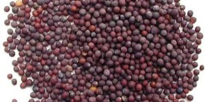 Black Mustard Seeds
