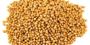 Yellow Mustard Seeds
