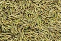 Cumin Seeds