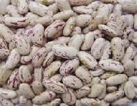 Light Speckled Kidney Beans
