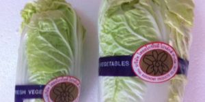 Chinese Cabbage