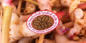 Galangal