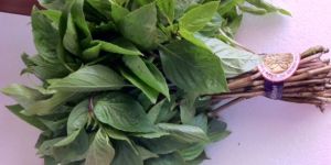 Holy Basil Leaves