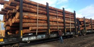 Pine Wood Logs