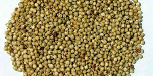 Sorghum Seeds