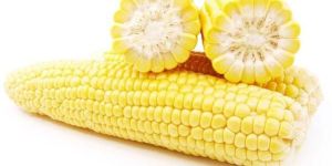 Yellow Maize