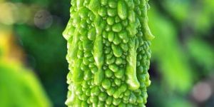 Bitter Gourd