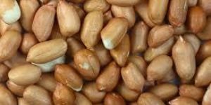 Peanut Kernels