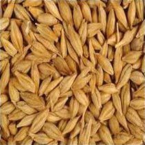 Barley Seeds