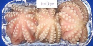 Frozen Octopus