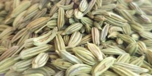Fennel Seeds