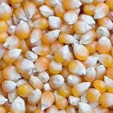 Yellow Maize, Corn